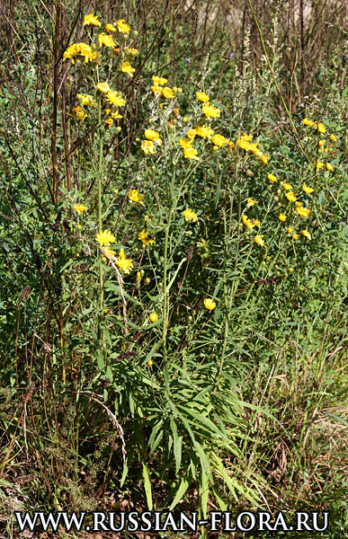 Ястребинка зонтичная (Hieracium umbellatum L.)